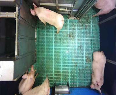 Sample image from Automatic Monitoring of Pigs