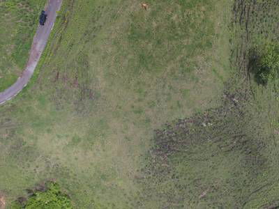 Sample image from Cattle Detection and Counting in UAV Images