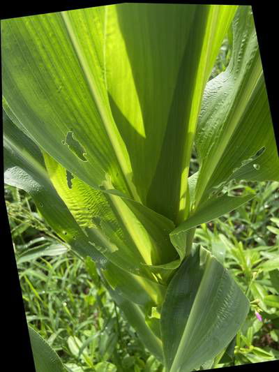 Sample image from KaraAgro AI Maize