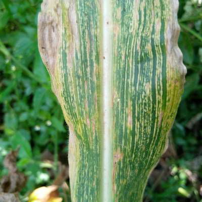 Sample image from Makerere University Maize