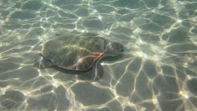Sample image from Sea Turtle 2022