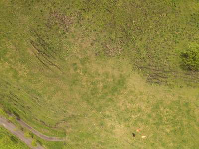 Sample image from Cattle Detection and Counting in UAV Images