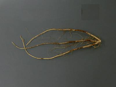 Sample image from Alfalfa Roots