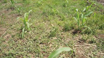Sample image from Maize-Weed Image