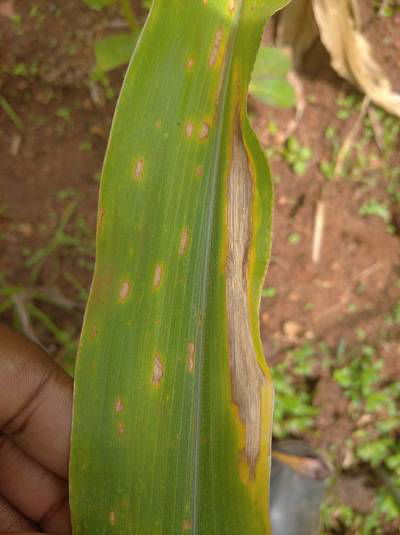 Sample image from Makerere University Maize