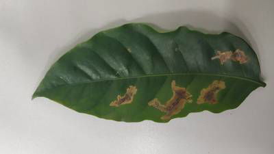 Sample image from Rust and Leaf Miner in Coffee Crop