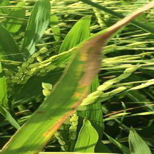 Sample image from Rice Disease