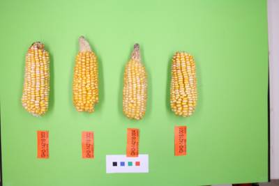 Sample image from Maize Cobs