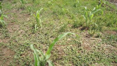 Sample image from Maize-Weed Image