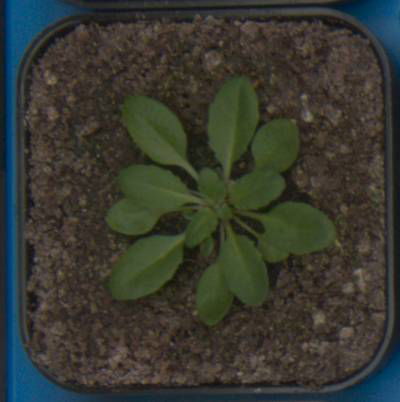 Sample image from Plant Growth Segmentation