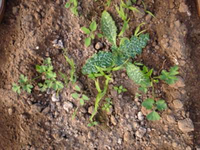 Sample image from Carrot-Weed