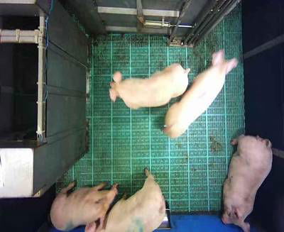 Sample image from Automatic Monitoring of Pigs