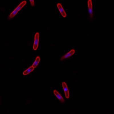 Sample image from DeepBacs E. Coli