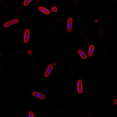 Sample image from DeepBacs E. Coli