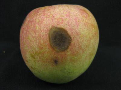 Sample image from Disease Detection in Fruit Images