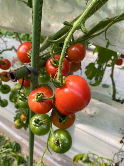 Sample image from LaboroTomato