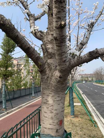 Sample image from Urban Street: Branch