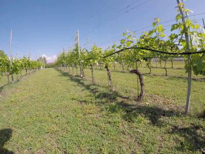 Sample image from Vineyard Rows