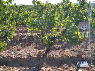 Sample image from AI4Agriculture Grape Dataset