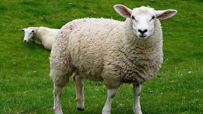 Sample image from Sheep Detection