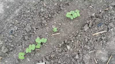 Sample image from DeepSeedling