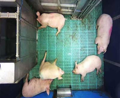 Sample image from Automatic Monitoring of Pigs