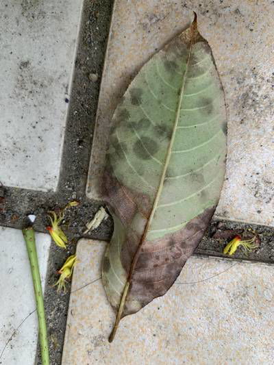 Sample image from Urban Street: Leaf