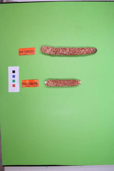 Sample image from Maize Cobs