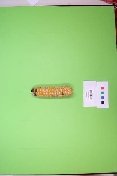 Sample image from Maize Cobs