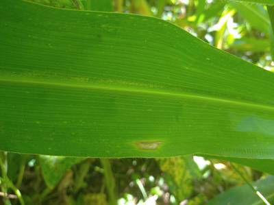 Sample image from Makerere University Maize