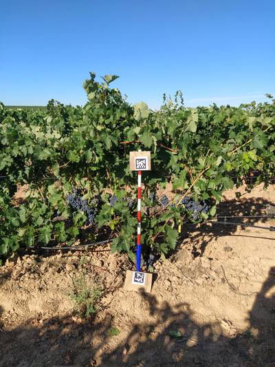 Sample image from AI4Agriculture Grape Dataset