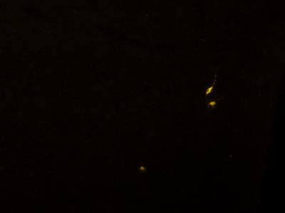 Sample image from Fluorescent Neuronal Cells