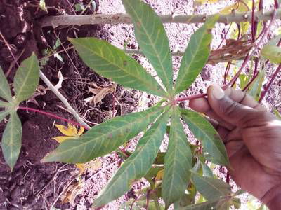 Sample image from Makerere University Cassava