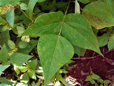 Sample image from Makerere University Beans