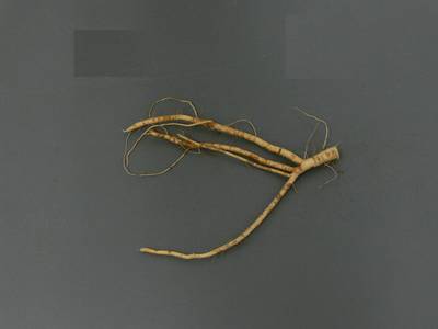 Sample image from Alfalfa Roots