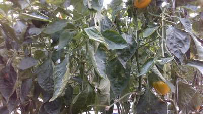 Sample image from Sweet Pepper
