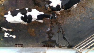 Sample image from Cows2021