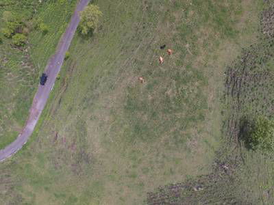 Sample image from Cattle Detection and Counting in UAV Images