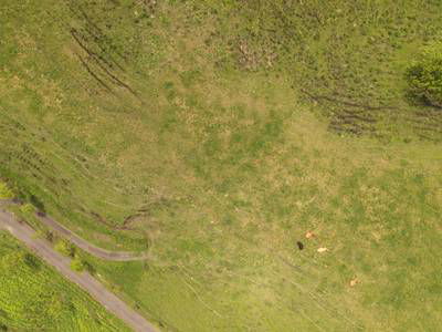 Sample image from Cattle Detection and Counting in UAV Images