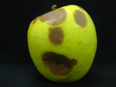 Sample image from Disease Detection in Fruit Images