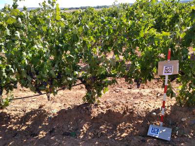 Sample image from AI4Agriculture Grape Dataset