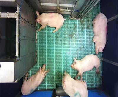 Sample image from Automatic Monitoring of Pigs