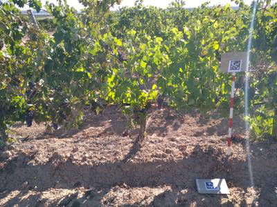 Sample image from AI4Agriculture Grape Dataset