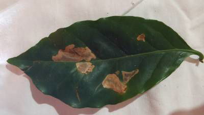 Sample image from Rust and Leaf Miner in Coffee Crop