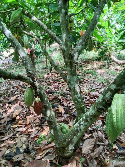 Sample image from Cocoa Diseases