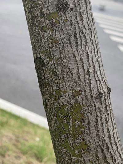 Sample image from Urban Street: Trunk
