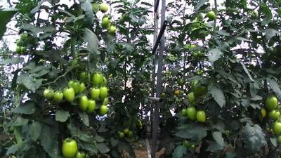 Sample image from AgRobTomato Dataset