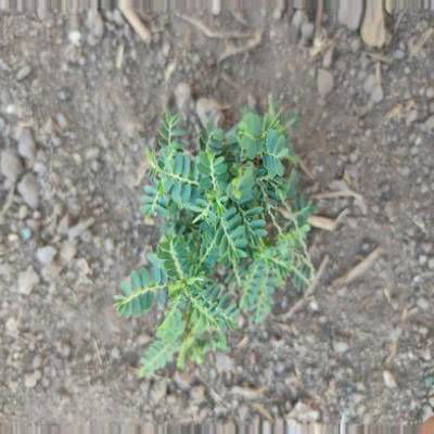 Sample image from Crop and Weed Detection