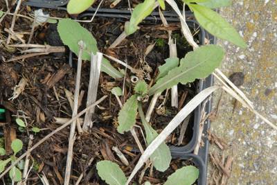 Sample image from Perrenial Plants Detection