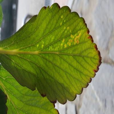 Sample image from Strawberry Disease Detection